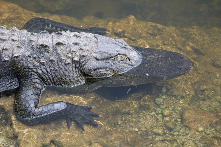 American alligator resting in clear, shallow water in Everglades National Park