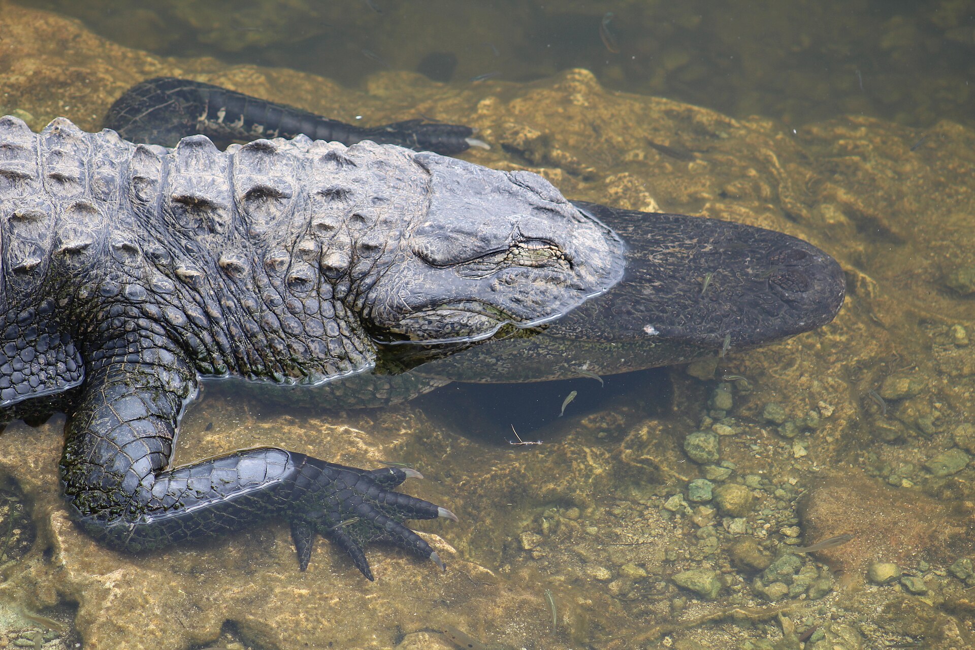 American alligator resting in clear, shallow water in Everglades National Park