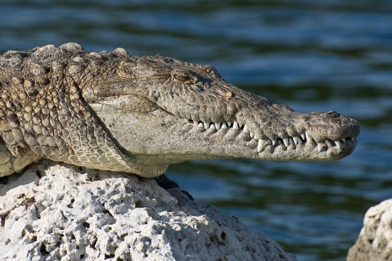 American crocodile resting on a limestone rock beside the water in South Florida