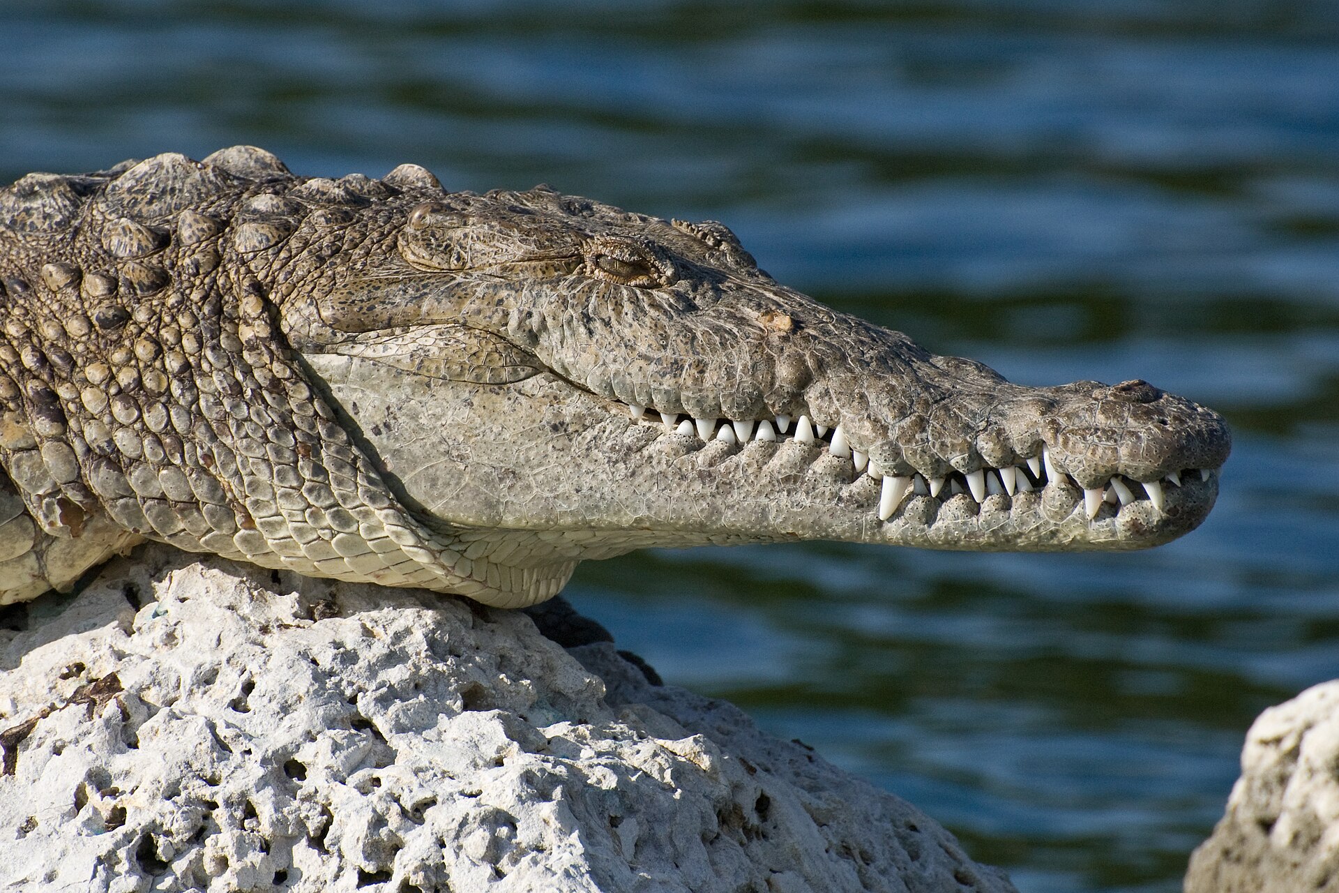 American crocodile resting on a limestone rock beside the water in South Florida
