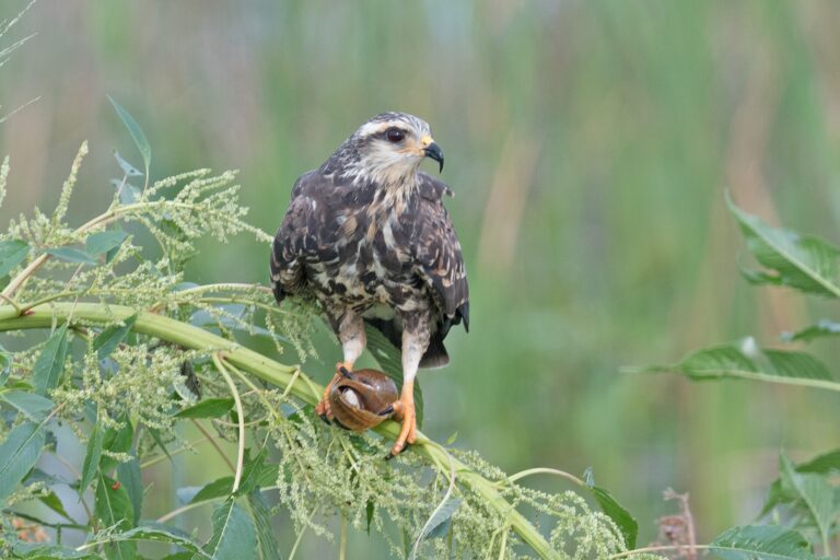 Everglades snail kite perched on a marsh plant, gripping an apple snail in its talons
