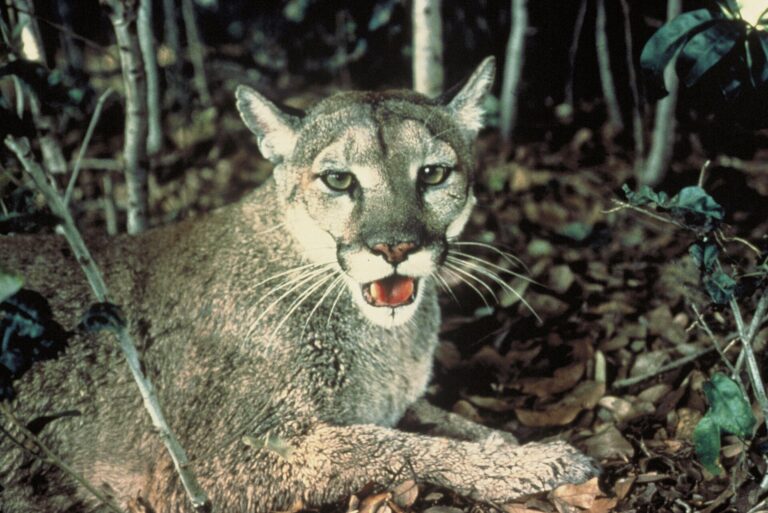 Florida panther lying on the forest floor among leaves and saplings