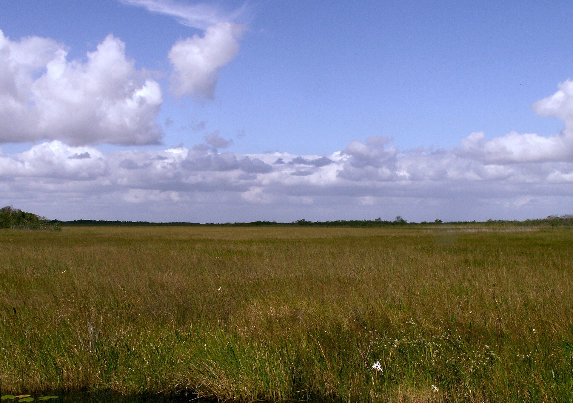 Open sawgrass prairie stretching to a low horizon of tree islands under a wide sky