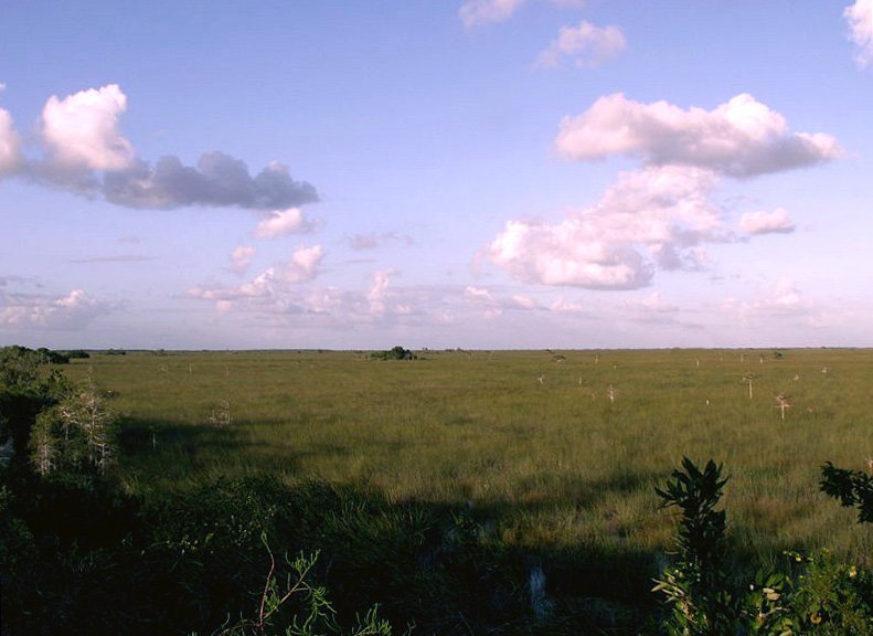 A tree island rising from an open sawgrass prairie in the Everglades